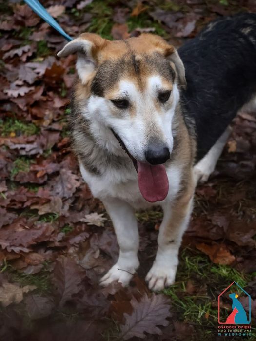 Astro 278/22 - SZUKA DOMU!