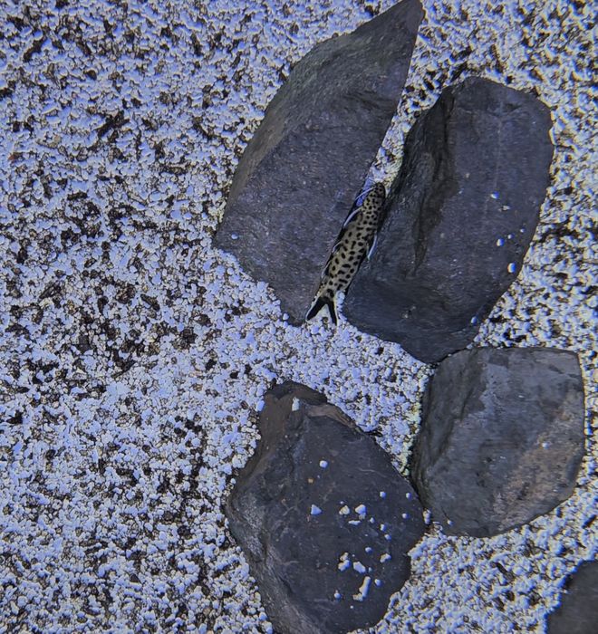 Tropheus,  Synodontis petricola, peixes , Lago  Tanganika