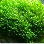 mech Fissidens Mini Nobilis. Orginał+Gratis.Wysyłka