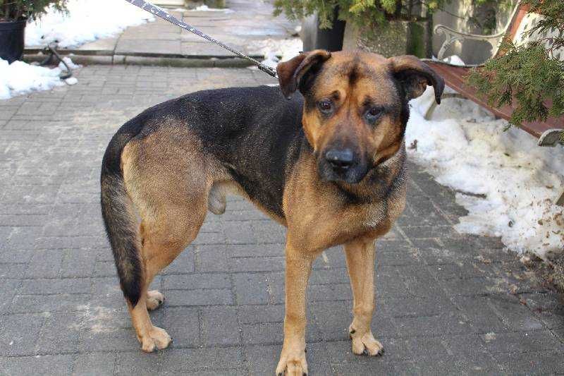 Dragon szuka nowego domu