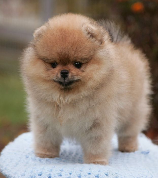 Мішка. без недоліків. КСУ