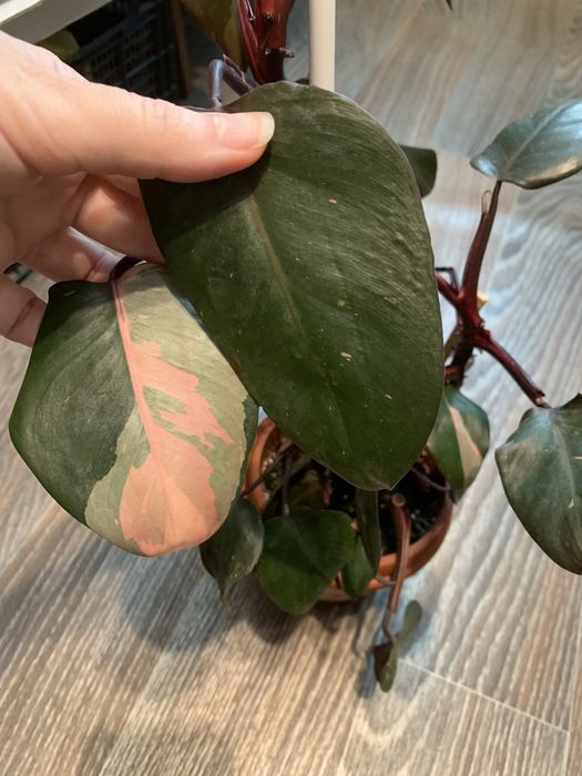 Филодендрон резной, малай голд