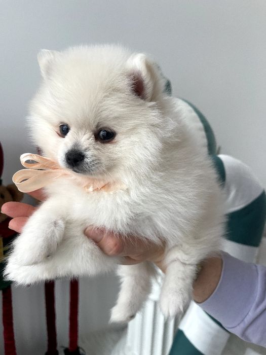 Померанські шпіци — Шукаєте щастя в пухнастому вигляді? Це вони!