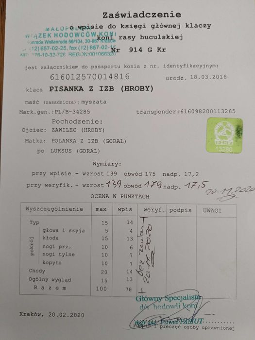 Klacze huculskie dotacyjna klacze ogiery