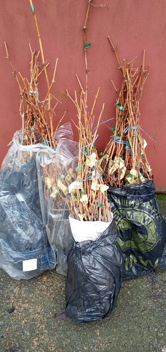 Саджанці винограду