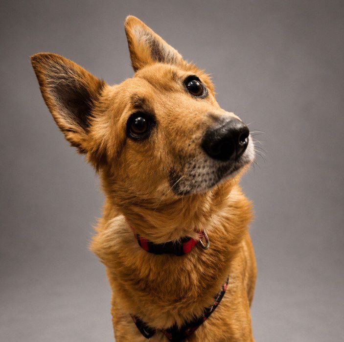 Fenomenalny Cooper do adopcji!