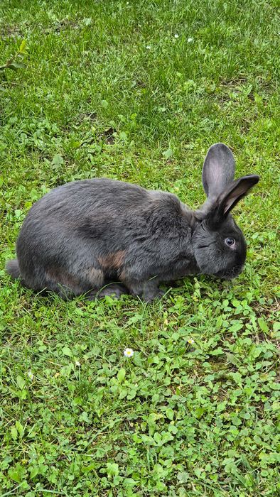 Крілі самці німецький строкач