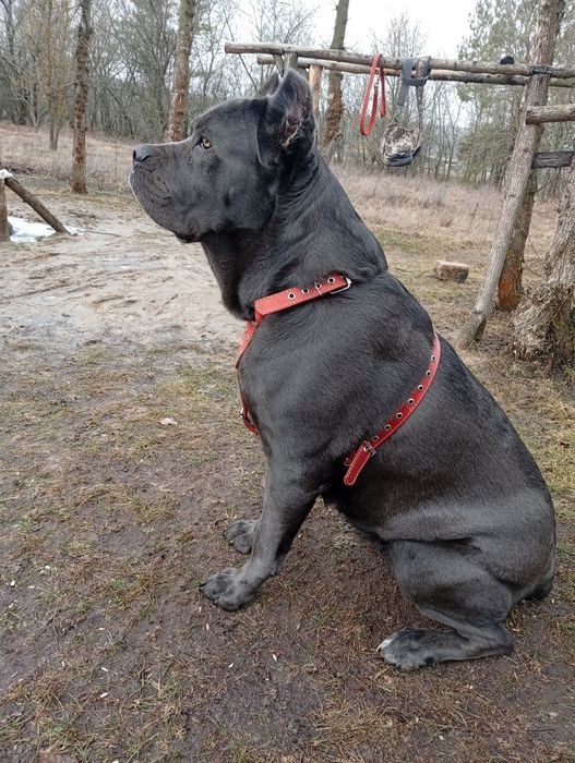Щенята Кане Корсо