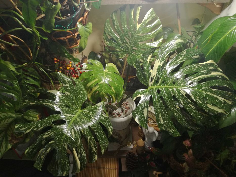 Monstera Thai Constellation Big Form Variegata potwór philodendron