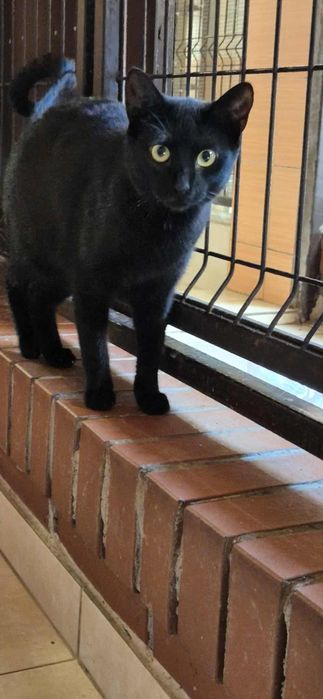 Do adopcji klasyka- czarny kot na szczęście