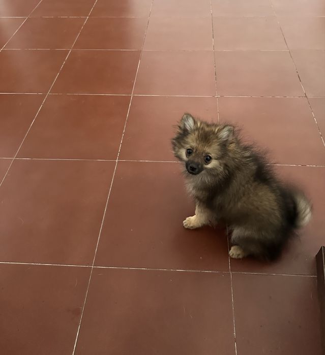 Spitz alemã anã fêmea