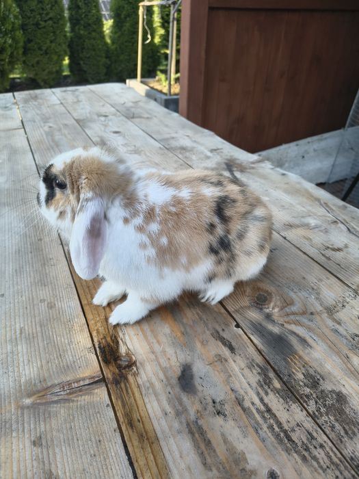 Baranek Miniaturowy Mini Lop samiec