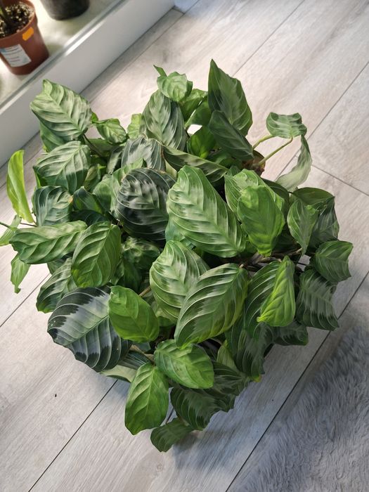 Maranta Piękna Zdrowa.