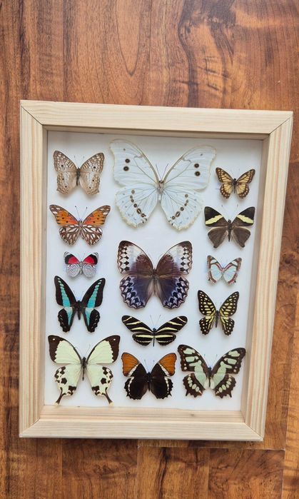 Gablotka motyle Morpho polyphemus Stichophthalma i inne na ścianę