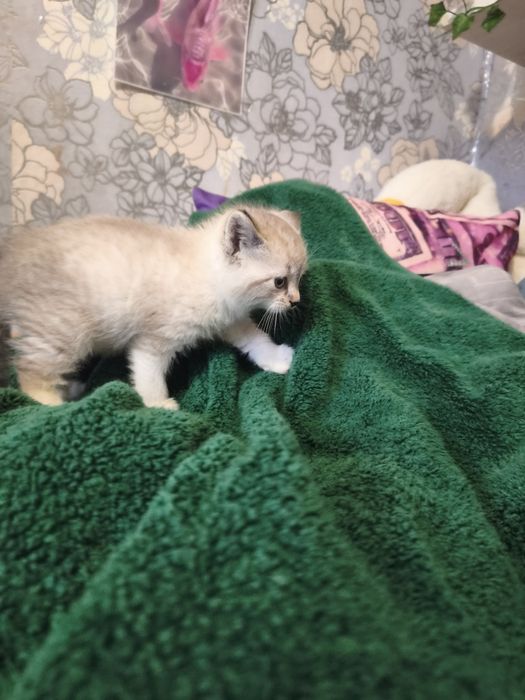 Продам котика шотландець