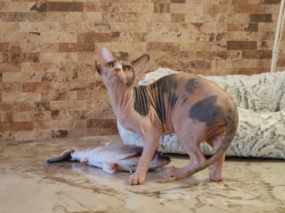 Mour-a-Mour- Canadian Sphynx