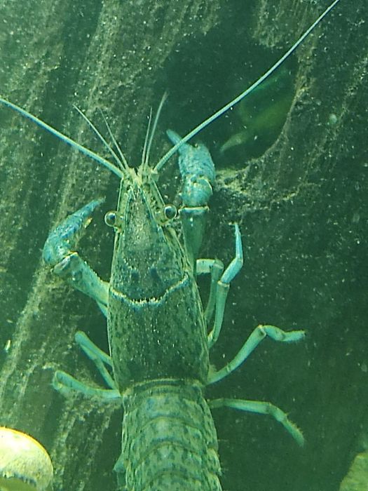 Аквариумные мраморные раки