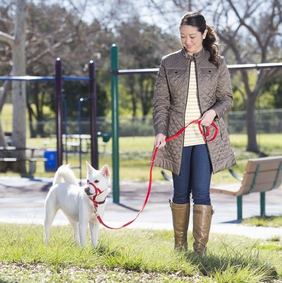 Kantar treningowy dla ciągnącego psa Halti czerwona obroża uzdowa r.4