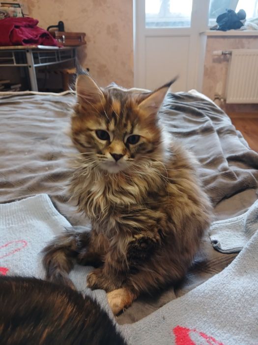 Кішечка Мейн-кун