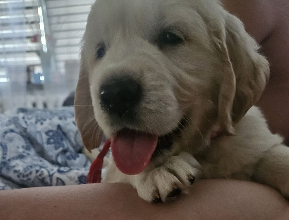 Golden Retriever Hodowla Przyjazna Łapa