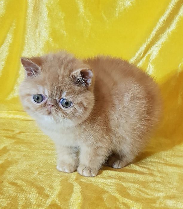 Экзот, экзотический котенок