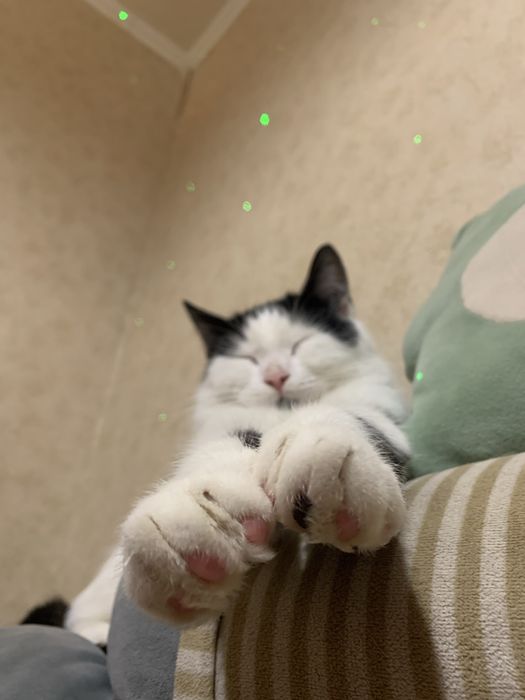 Котик в добрі руки