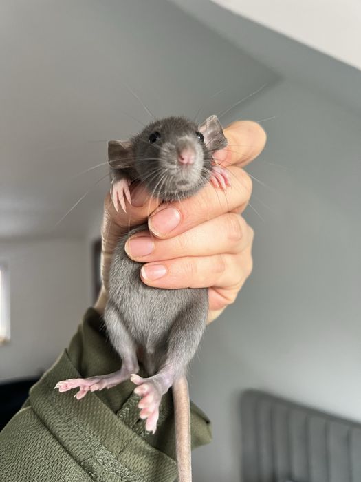 Szczur szczurek szuka domu