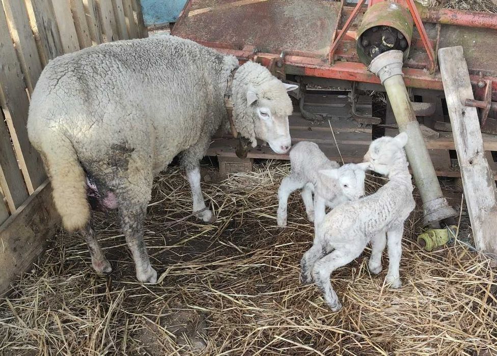 Casal de ovelhas + 2 crias