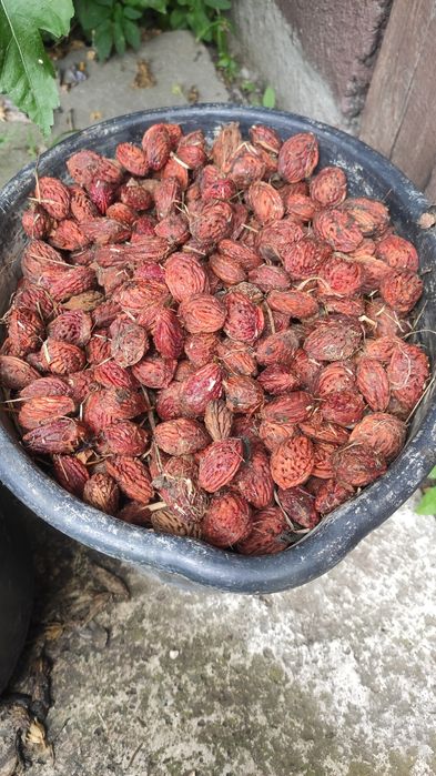 Pestki, ziarno brzoskwini  rakoniewicka