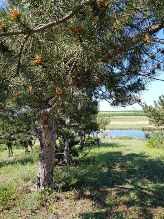 25 соток  в живописном месте, в лесу у реки. Калиновка Витовский р-н
