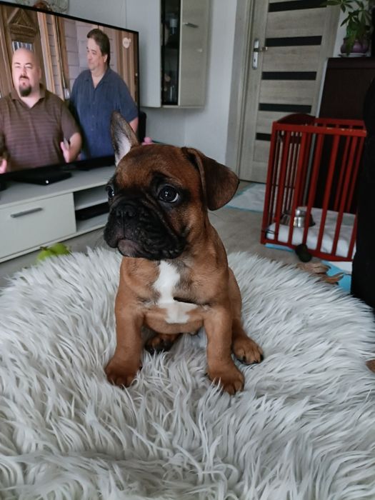 Buldog Francuski szczeniak Piesek
