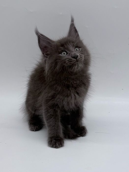 Мейн кун котенок, девочка