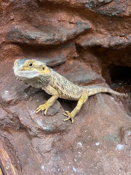 Agama Brodata red