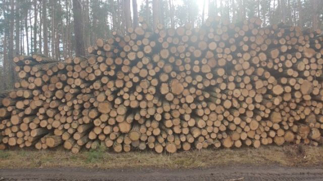 Slupki akacjowe, ogrodzeniowe dlugość 2,40m