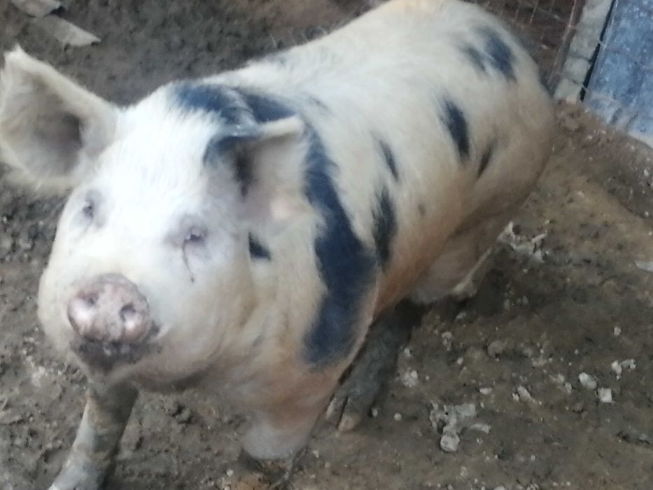 Vendo porco de cobriçao (inteiro)