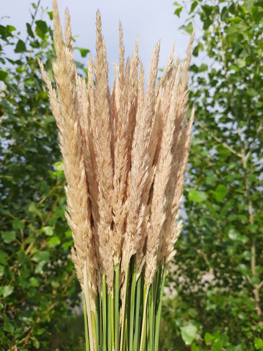 Пшениця,сухоцвіти, лісова трава. Терміново.