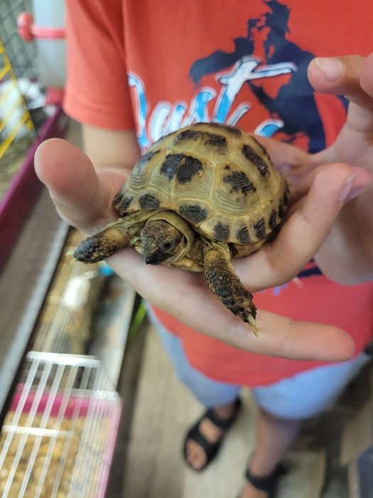 Żółwie chińskie w sprzedaży