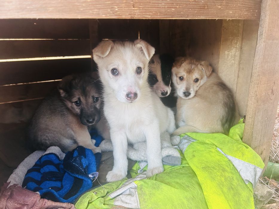 Щенята в добрі руки