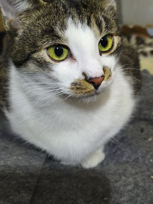 Fifik kocurek czeka na dom