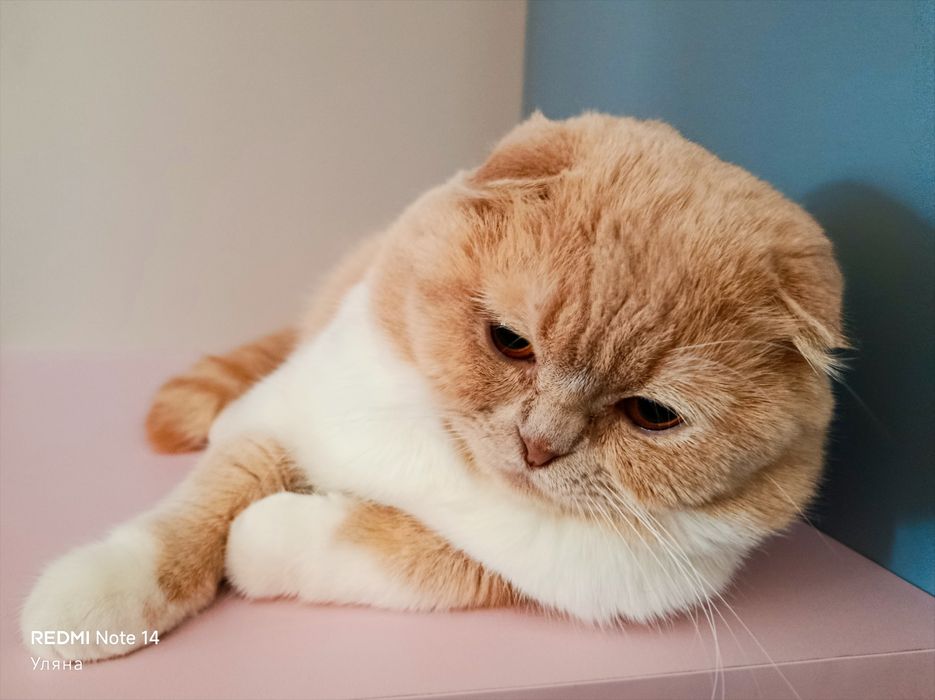 Шотландський висловухий хлопчик