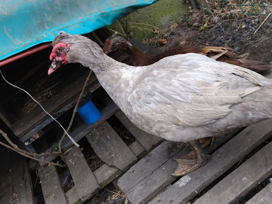 Kaczka kaczor jaja kacze lęgowe