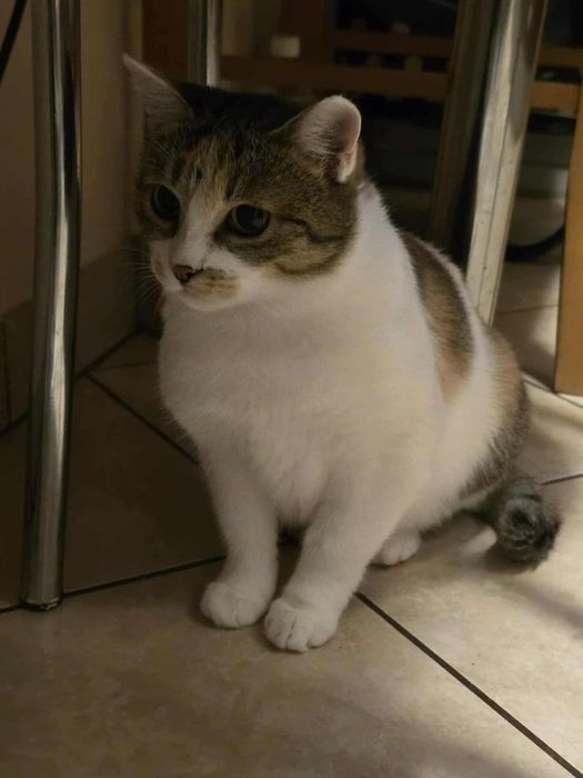 Kotka Becia , czeka na swoj domek