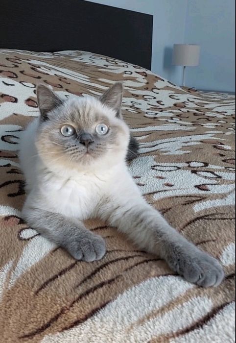 В‘язка шотландського котика !