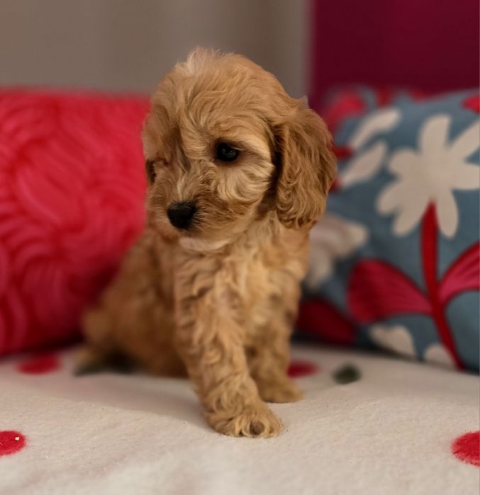 Sunia cockapoo!!