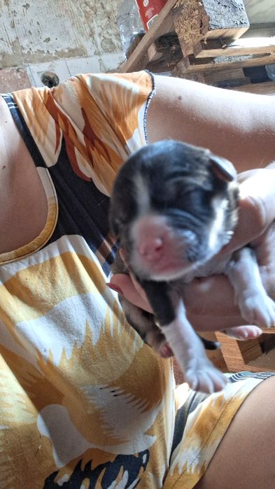 Cãozinhos para adoção responsável porte médio