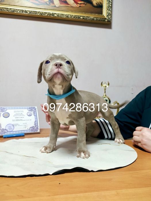 Американський Буллі тип Покет