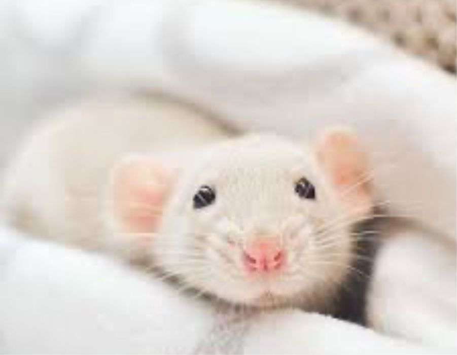 Крыска ручная