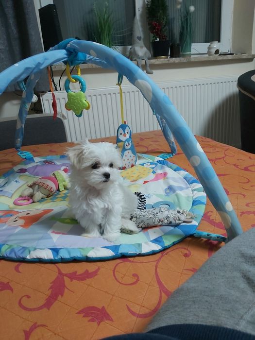 Maltańczyk z rodwowodem