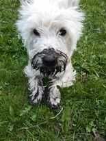 Szczeniak West Highland White Terrier FCI