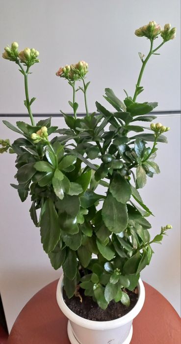 Продам зацветающее коланхоэ